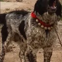 واگزا ی سگ گله درجه ۱ ذات دار