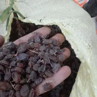 کشمش افتابی|خوردنی و آشامیدنی|شال, |دیوار