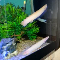 2عدد ماهی پولی آلبینو