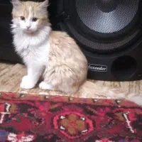 واگذاری رایگان