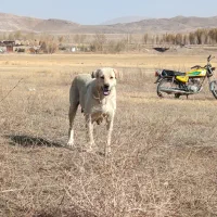 سگ ماده پژدر|سگ|چالدران, |دیوار