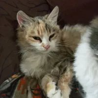 گربه ی خونگی|گربه|خلخال, |دیوار