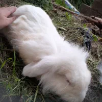 تعدادی خرگوش لپ همه یک سال به بالا همه ماده میباشد|موش و خرگوش|کوچصفهان, |دیوار