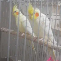 ۲ عدد عروس هلندی رام|پرنده|خزل, |دیوار