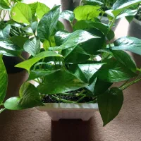 گل پتوس|گل و گیاه طبیعی|بهشهر, |دیوار