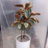 گیاهان آپارتمانی