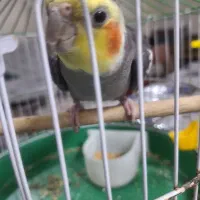 عروس هلندی نر آماده جفت گیری|پرنده|رشت, نخودچر|دیوار