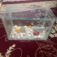 اکواریوم ماهی