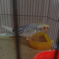 عروس هلندی|پرنده|اسلام‌شهر, مسکن مهر اسلاشهر (شهرک امام خمینی)|دیوار