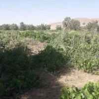 باغ-انگور