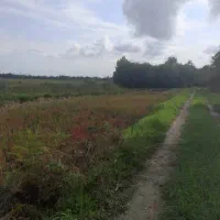 فروش مزرعه مکانیزه به متراژ۳۶۰۰متر ۵۰۰متری خیابان|فروش زمین و ملک کلنگی|املش, |دیوار