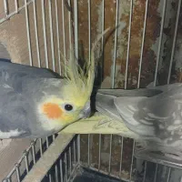 عروس هلندی جفت