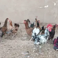 مرغ عربی اصیل