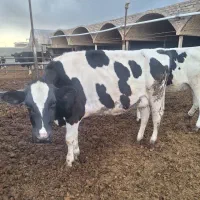 گاو شکم دوم دوماه ابستن