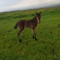 کره مادیان کرد زیبا|اسب و تجهیزات اسبسواری|اردبیل, |دیوار