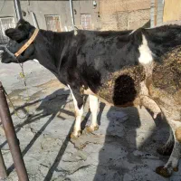 گاو با گوساله نر سیمینتال