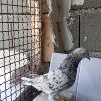 کبوتر بلند پرواز سرور اتیشی|پرنده|صباشهر, |دیوار