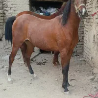 کره مادیان کرد