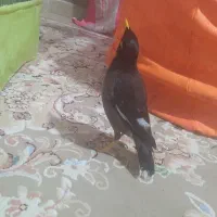 مرغ مینا سخنگو