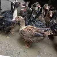 اردک خارجی اسرائیلی