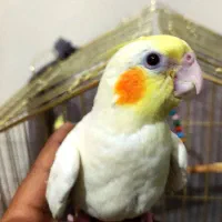 عروس هلندی کشیده سخنگو|پرنده|بیرجند, |دیوار