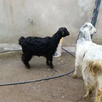 بزغاله ماده