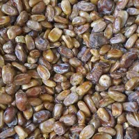 خرمای بی هسته درجه یک|خوردنی و آشامیدنی|قم, وادی السلام|دیوار