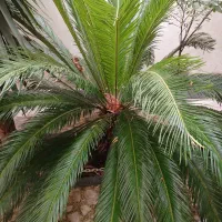 ۱۰گلدان سیکاس|گل و گیاه طبیعی|رشت, استقامت ۱|دیوار