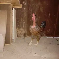 خروس گردن لخت