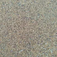بذر یونجه بغدادی