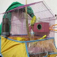 فروش مرغ عشق سه عدد