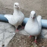 کفتر سفید باجوجه|پرنده|ری, شهادت|دیوار