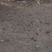 بز و گوسفند