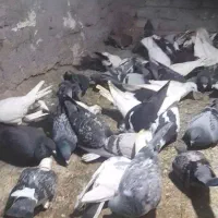 40تا کفتر به قیمت مناسب|پرنده|بیرجند, |دیوار