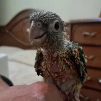 طوطی جوجه گرینچیک یلوساید