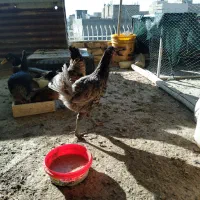 مرغ|حیوانات مزرعه|خمینیشهر, |دیوار