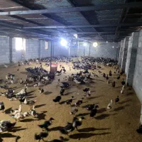 اجاره  سوله ۲۰۰ متری و خونه ۳۰ متری فول قابل سکونت