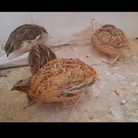 ۲۱ عدد بلدرچین