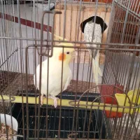 طوطی عروس هلندی مولد ۲۲۰۰