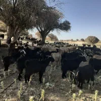 بز داشتی جوان|حیوانات مزرعه|طسوج, |دیوار