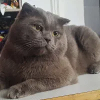 گربه گم شده محدوده نجف آباد