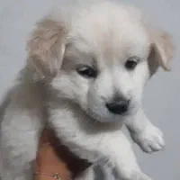 اشپیتز پدر و توله ها|سگ|قرچک, مجتمع مسکونی طبیعت|دیوار