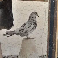 کبوتر ساعتی نر