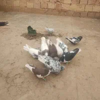 کبوتر