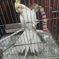 عروس|پرنده|ساوه, |دیوار