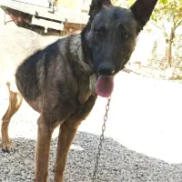 سگ خارجی|سگ|بلداجی, |دیوار