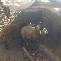 میش و بره|حیوانات مزرعه|تهران, استاد معین|دیوار