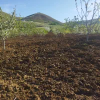 . تیلر. سم پاشی .|خدمات باغبانی و درختکاری|سنندج, |دیوار