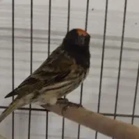 فوری فوری دو عدد گل بسر