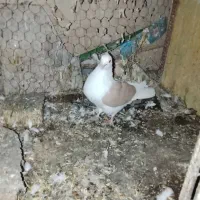 پوشداره زردوساه|حراج|میانه, |دیوار